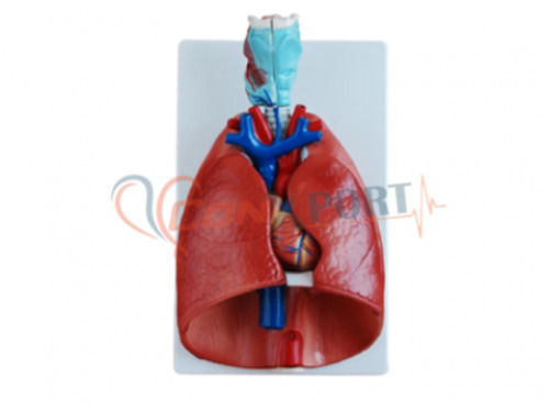 Larynx Heart and Lung Model for Comprehensive Medical Education