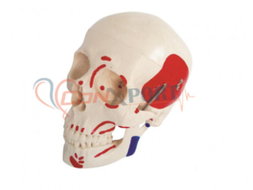 Life-Size Skull with Painted Muscles