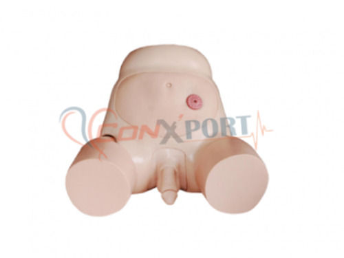 Male Urethral Catheterization Simulator Model