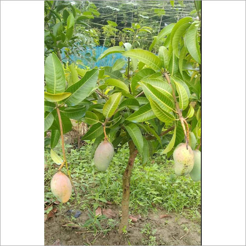 Organic Natural Green Mango Plant