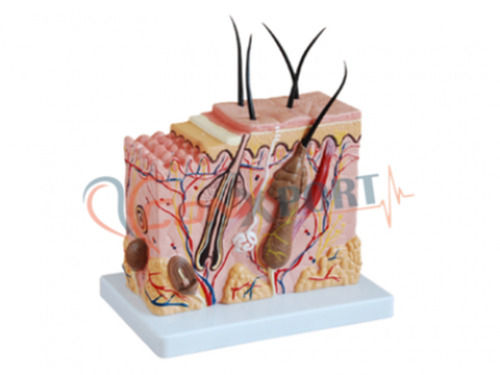 Skin Block Biological Model for Detailed Dermatological Study