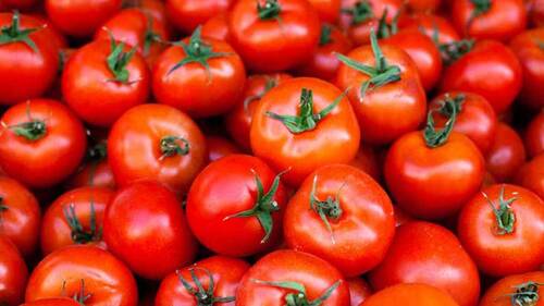 Natural Red Fresh Tomato