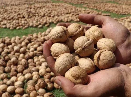 Kashmir Walnuts 