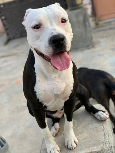 pitbull puppies 