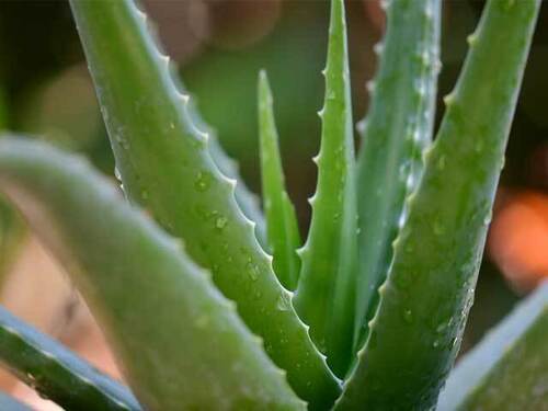100% Pure Organic Natural Green Aloe Vera Leaves