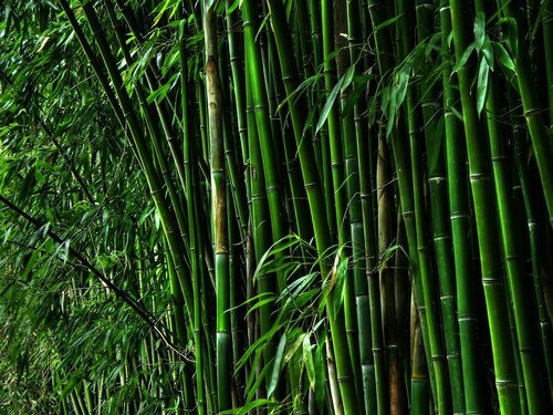 Bamboo Tree at Best Price in Meerut, Uttar Pradesh | M/s Green Land Nursery