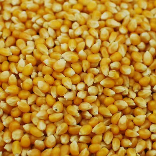 Malaysia Origin Yellow Dry Maize