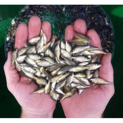 Good Quality Fish Hatchary