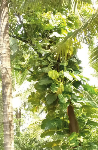 Money Plant Tree - Breed: 1000