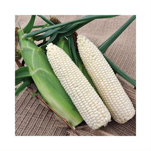 Non Gmo White Yellow Maize Corn