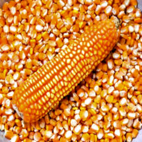 NON GMO Yellow Maize Corn