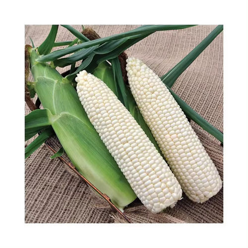 Malaysia Origin White And Yellow Corn Maize Grade