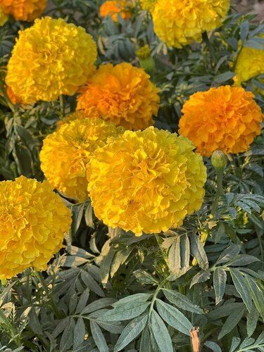 Marigold Flower Plant