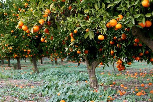 Orange Fruit