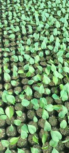 Tree Plant Seed For Plantation