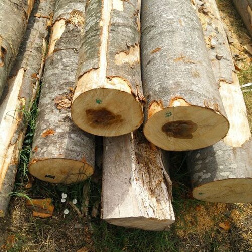 Quality Eucalyptus Logs White Pine Wood Log Sawn Timber Square Timber ...