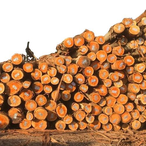 Rose Wood Red Rose wood  logs sale export