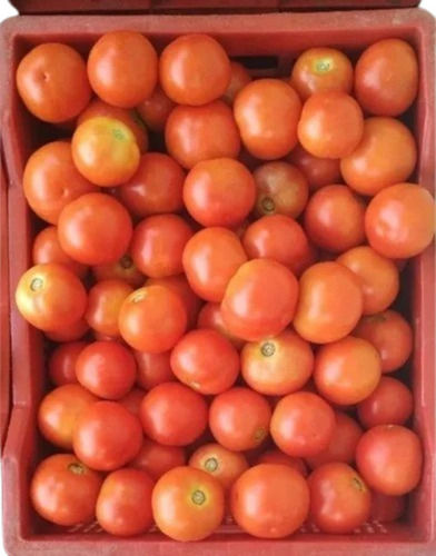 A Grade Hybrid Tomato