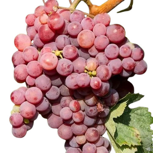 Crimpson Grapes