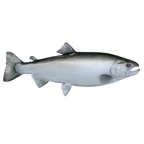 Sardine Fish