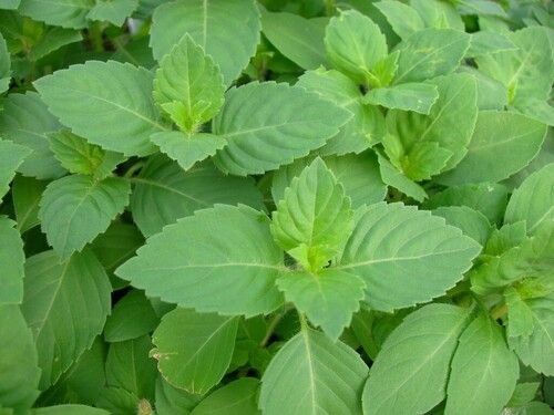 Natural Fresh Tulsi Leaves