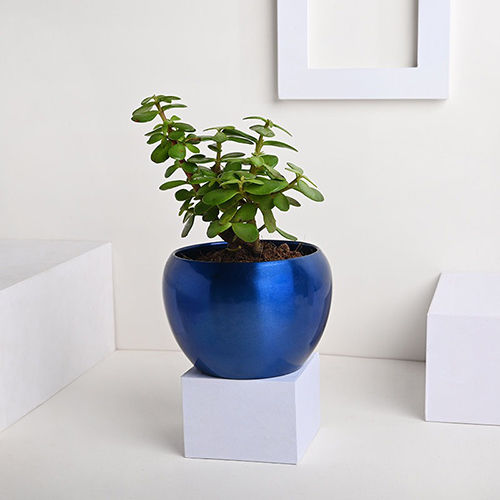 Glossy Jade Perfection Indoor Plants with Blue Metal Pot