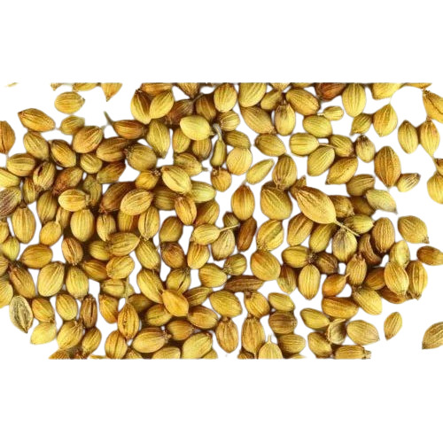Raw Coriander Seed - 20 Kg Grade A Organic Green Spices Seeds | No Chemical Pesticides Rich in Vitamin C and Iron Natural Taste and Quality