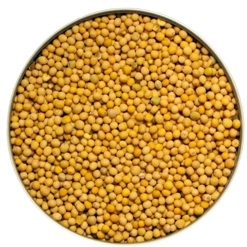 Raw Yellow Mustard Seed - 25 Kg Organic Black Mustard Seed Natural Taste No Chemical Pesticides or Fertilizers 12 Months Shelf Life Low Calorie Option