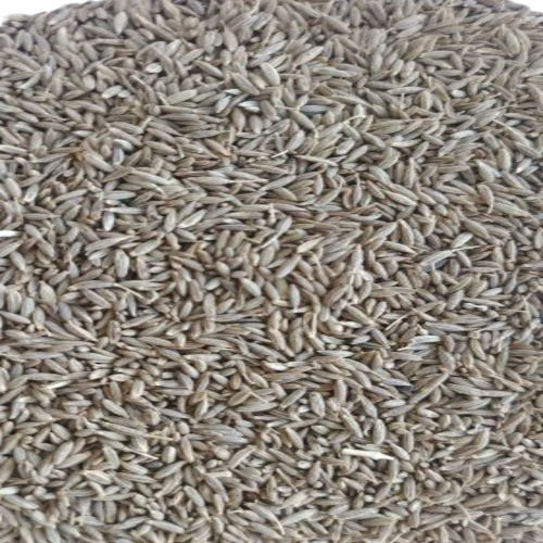 Dry Cumin Seeds