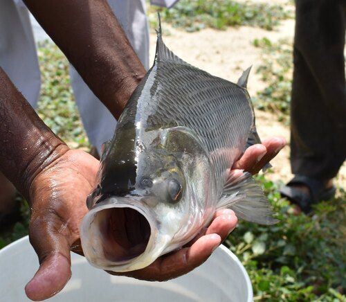 Fresh Rohu Fish For Household at Best Price in Panvel | J.s.fish Farmer