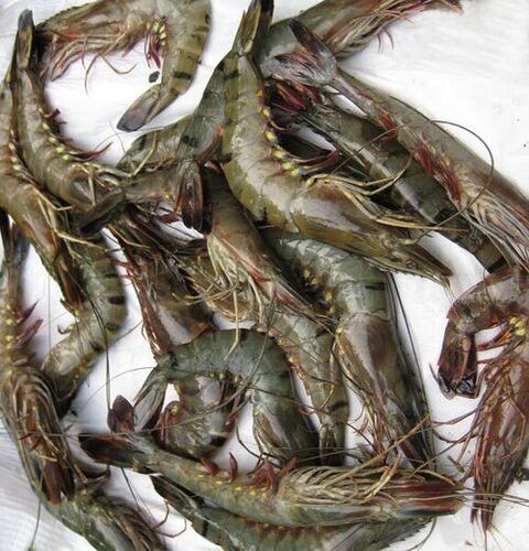 Prawn Fish