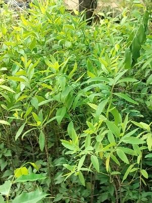 Red Sandalwood Plant