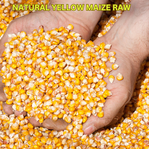 Natural Yellow Raw Maize - Broken Ratio (%): 1