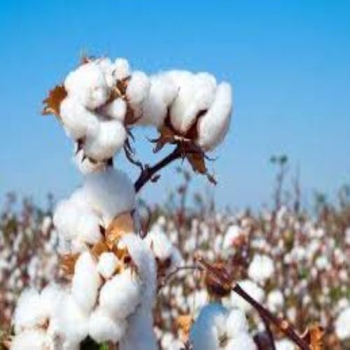 farm cotton
