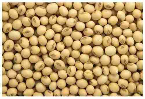 Natural Premium High In Protein Soya Beans