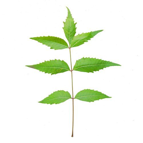 Natural Dried Neem Leaves