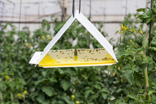 Insect Trap