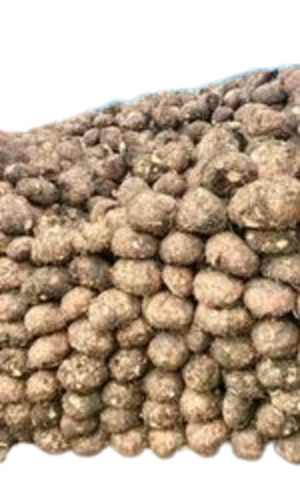 Elephant Yam Suran - Fresh Quality, 100% Pure, Chopped Shape, Round Style | Good for Health, Preserved in Cool & Dry Place