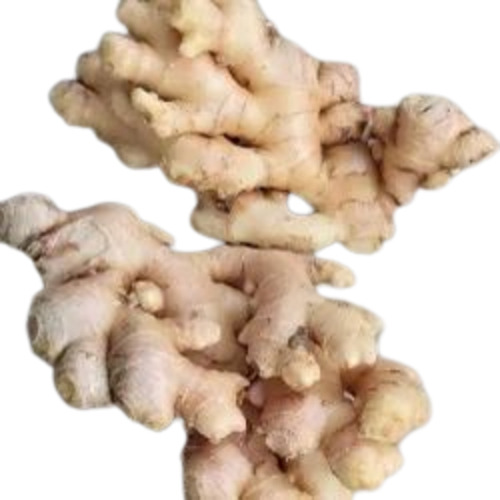 Fresh Ginger - Very Good Quality 100% Pure Raw Vegetable | Health Beneficial Preserved in Cool & Dry Place Irregular Shape
