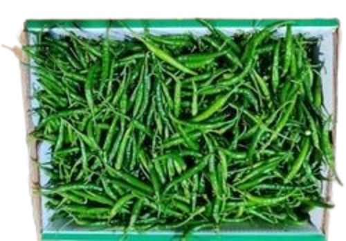 Fresh Green Chillies - Fresh, Very Good Quality Long-Shaped Vegetable | 100% Pure, Good for Health, Cooked & Chopped, Preserve in Cool & Dry Place