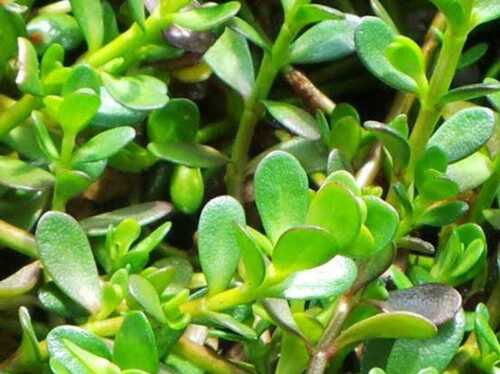 brahmi plant