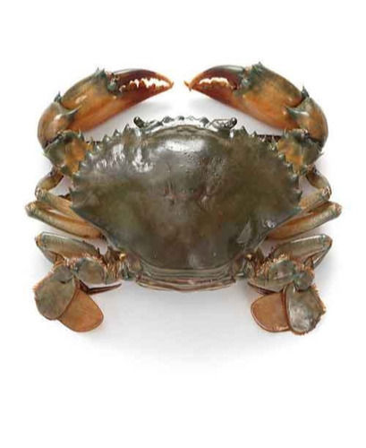 Live Mud Crabs