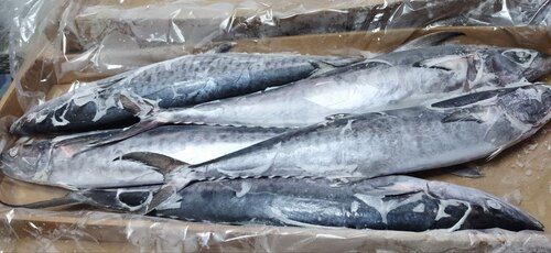 Frozen Kingfish