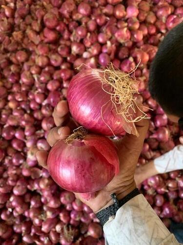 Fresh Organic Onion for Human Consumption