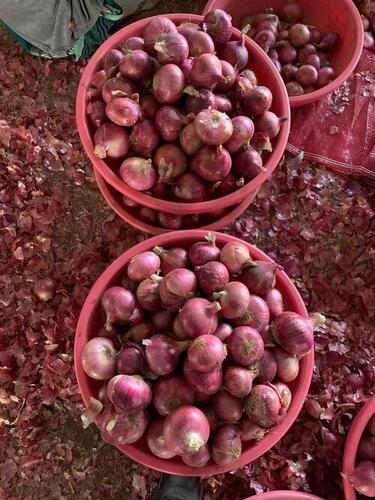 Red Onion for Food Packaging Size  50 Kg