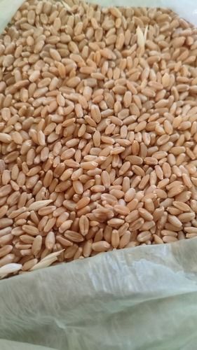 Wheat Grain