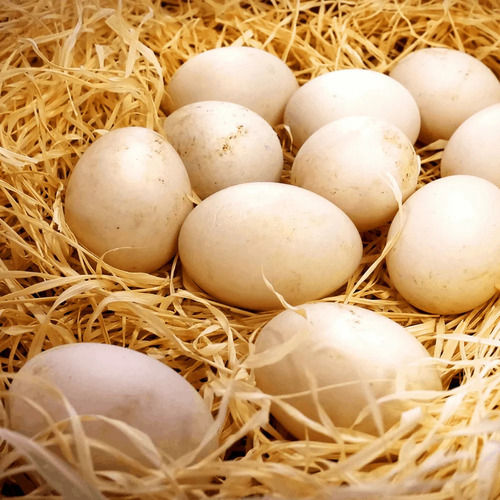 Duck Eggs for Bakery Use Human Consumption