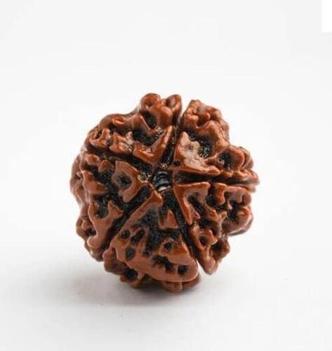 5 Mukhi Rudraksha