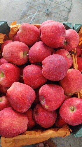 100% Organic Natural Farm Fresh Red Apple Fruit