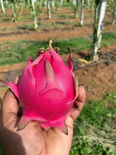 100% Organic Natural A Grade Dragon Fruit